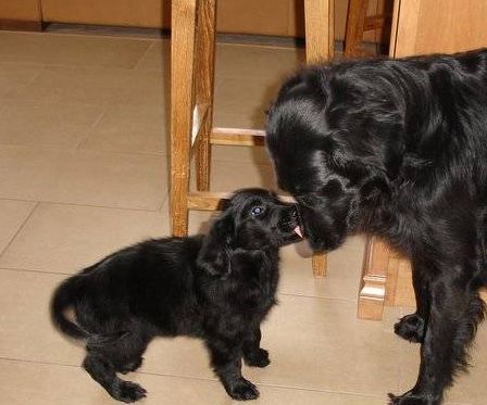 Baby flat outlet coated retriever