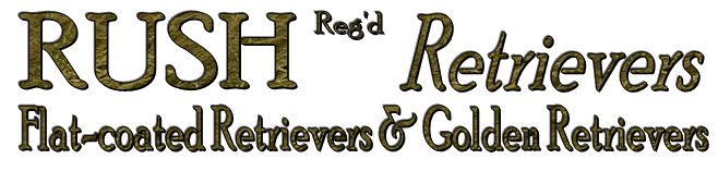 RUSH Reg’d Retrievers, Flat-coated Retrievers and Golden Retrievers,  Cambridge, Ontario, Canada