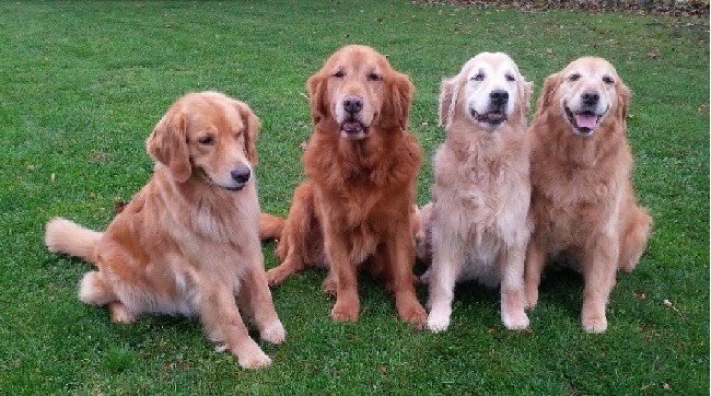 Golden flat clearance retriever