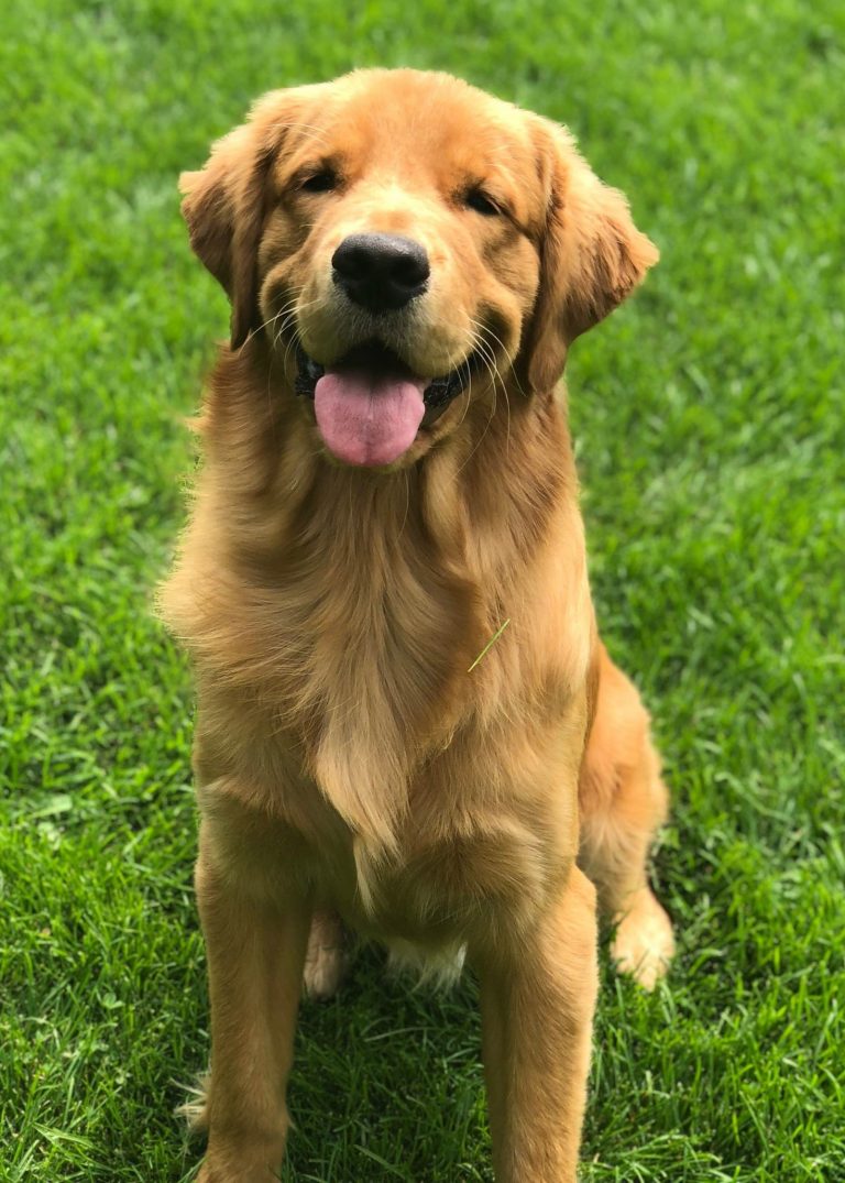 Our Heritage Golden Boys RUSH Reg’d Retrievers, Flatcoated